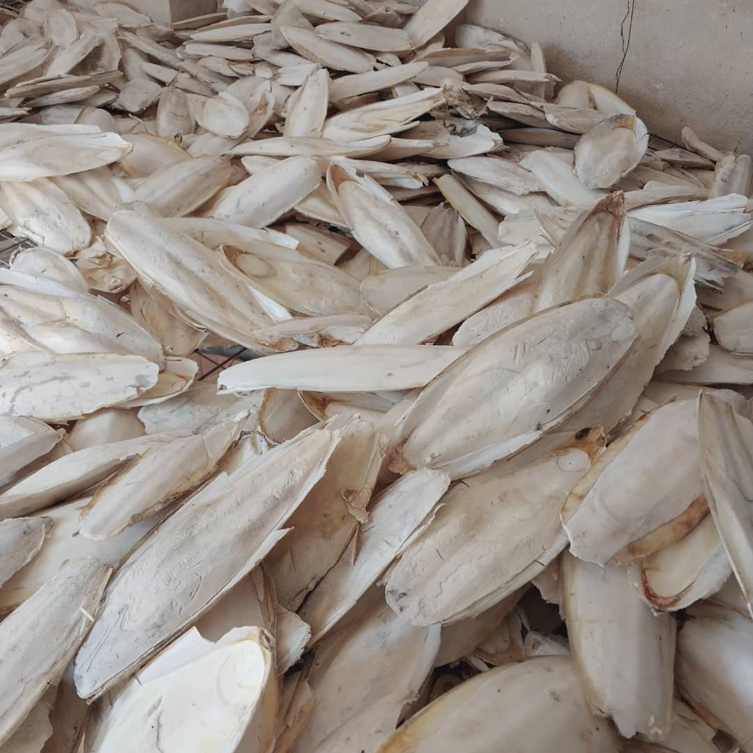 خرید کف دریا