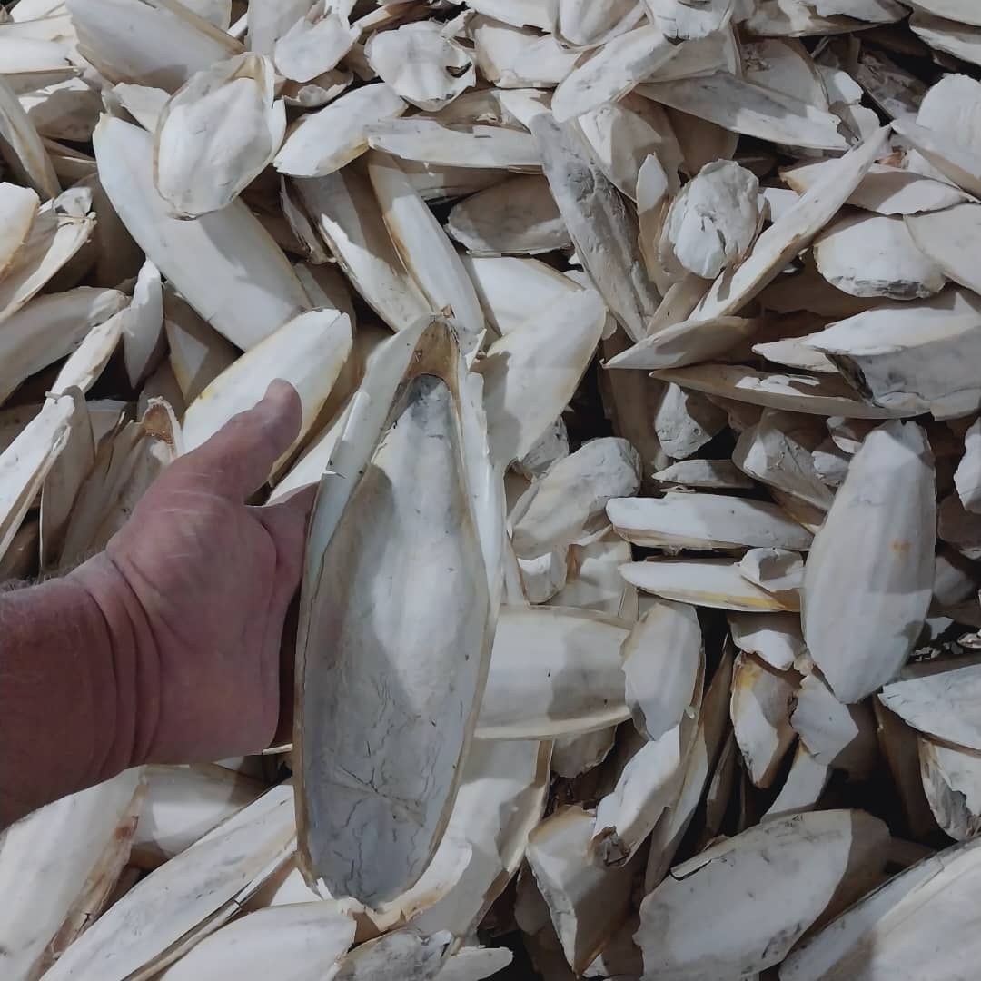 جمع‌آوری و آماده‌سازی کف دریا در بوشهر